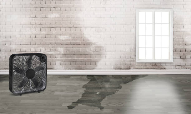 Best Basement water damage restoration  in Port Lavaca, TX